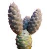 Pine Cone Cactus for sale, Rare succulents, indoor succulents, succulents shop in California, succulent plant, succulents store in CA, succulent care, succulent subscription, succulent care guide, Pine Cone Cactus in California, How to grow Pine Cone Cactus, cactus, cactus succulent, succulent cactus, cacti, cactus and succulents, succulents box, succulent shop, buy succulents online