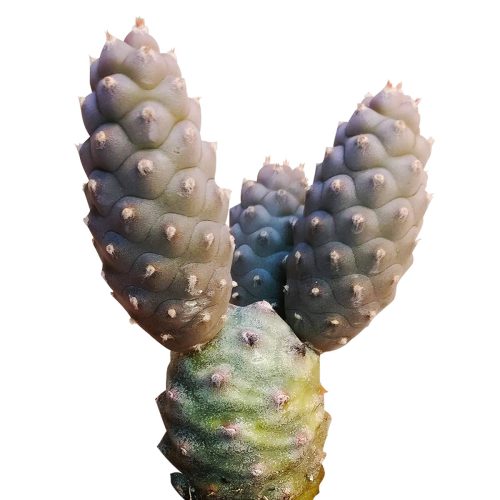 Pine Cone Cactus for sale, Rare succulents, indoor succulents, succulents shop in California, succulent plant, succulents store in CA, succulent care, succulent subscription, succulent care guide, Pine Cone Cactus in California, How to grow Pine Cone Cactus, cactus, cactus succulent, succulent cactus, cacti, cactus and succulents, succulents box, succulent shop, buy succulents online