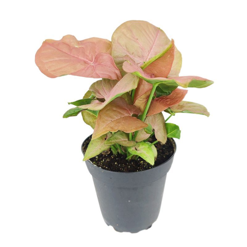 Syngonium Neon Robusta, Pink Arrowhead Vine Plant, colorful foliage houseplant, variegated plant, pink houseplant, easy to care for air-purifying houseplant