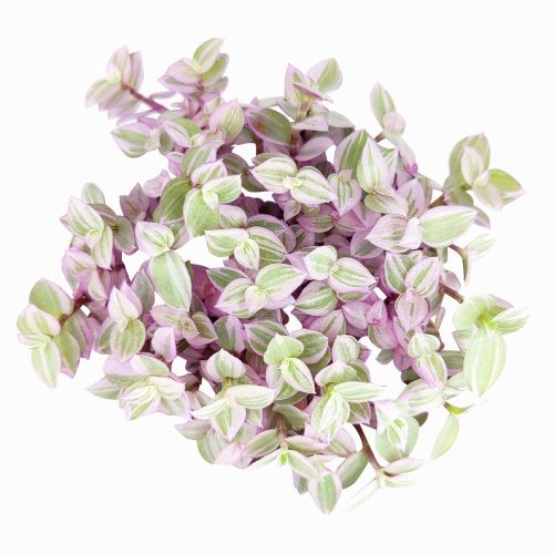 4 inch Callisia Repens Pink Lady Plant for sale, Turle Vine, Bolivian Jew, Succulents for sale, Best Indoor Plant, Creeping Basketplant, Succulent gift ideas, Succulent home decor, Pink panther succulent for sale