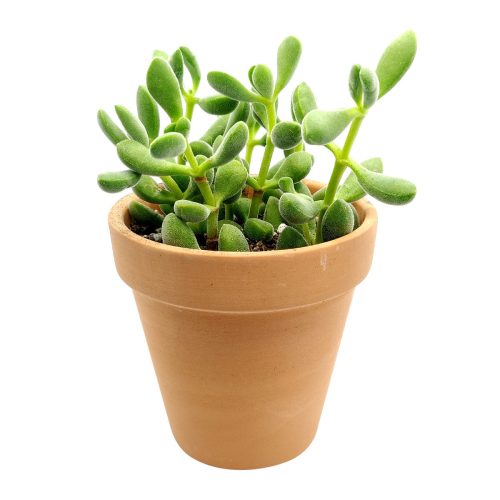 Crassula Congesta Green Beans Succulent, Crassula Congesta Succulent, Crassula Pachyphylla, Congesta Succulent, Green Beans Live Succulent Plant, Succulents for Sale, Buy Crassula Succulent Plants, Shop Succulents in California, Indoor Succulents, crassula, crassula plant, crassula succulent, crassula types, crassula varieties, types of crassula, crassula species, crassulas, succulent crassula