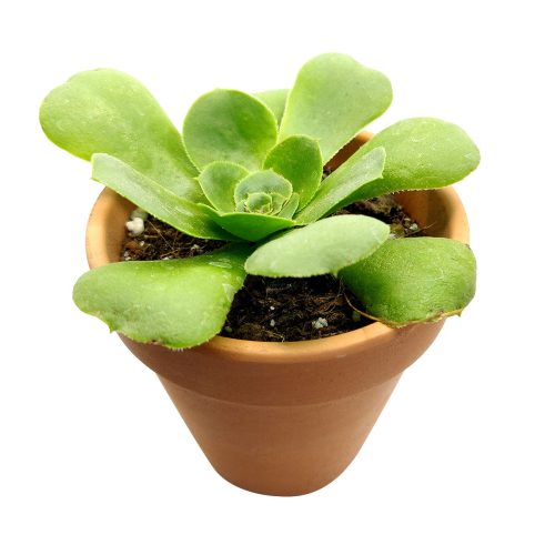 Aeonium Pseudotabuliforme, Succulents shop near me, succulents store in CA, succulent plant, succulents shop in California, succulent subscription, cactus, how to grow succulents, monthly succulents, Aeonium Pseudotabuliforme in California, How to grow Aeonium Pseudotabuliforme