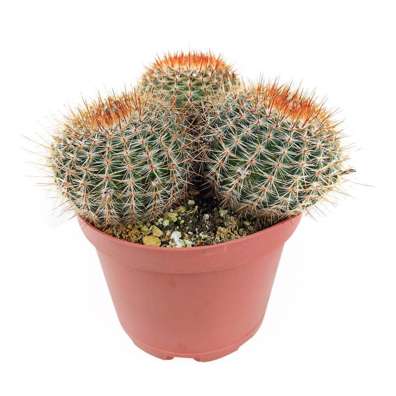 Cactus Garden Arrangement, Cacti, Random Cactus in Pot, Unique Cactus Arrangment, 3 kinds of cactus in pot for sale, care tips for growing cactus