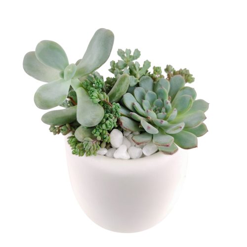 mini succulent gifts, mother's day succulent arrangement, succulent plant arrangement ideas, unique diy gifts, valentines succulent arrangement, small succulent arrangement ideas, holiday succulent gifts, succulent themed gifts, succulent pot arrangement, succulent christmas gifts, Gifts for Dad, Father's Day Gifts Delivery 2022, Plant Gifts for Men, Happy Father's Day Gift