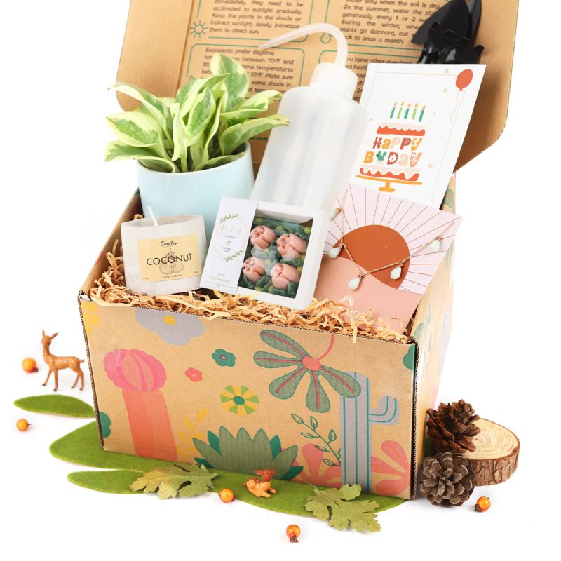 Premium Houseplant Gift Box, Houseplant Gift Box for sale, Houseplant Gift Box for plant lovers