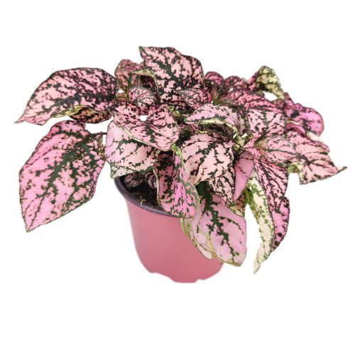 pink polka dot plant outdoors, pink polka dot splash plant, hypoestes 'pink', hypoestes pink splash care, hypoestes pink plant, pink hypoestes care, how to take care of pink polka dot plant