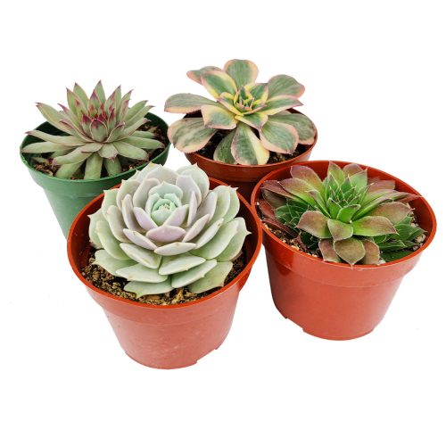 Succulent Gift Ideas, How to care for Rosettes Succulent, echeveria, Radiant Rosette Shaped Succulent Pack for Sale Online, Where to buy succulents for your wedding, Rosette shaped succulent assorted pack, Different types of rosette succulents for sale 