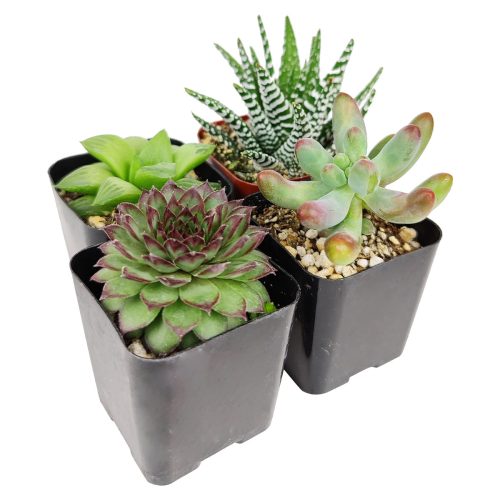 Pet-friendly Succulent Pack for sale, Pet Safe Non Toxic Succulent Collection, Non-Toxic Succulents for Pets