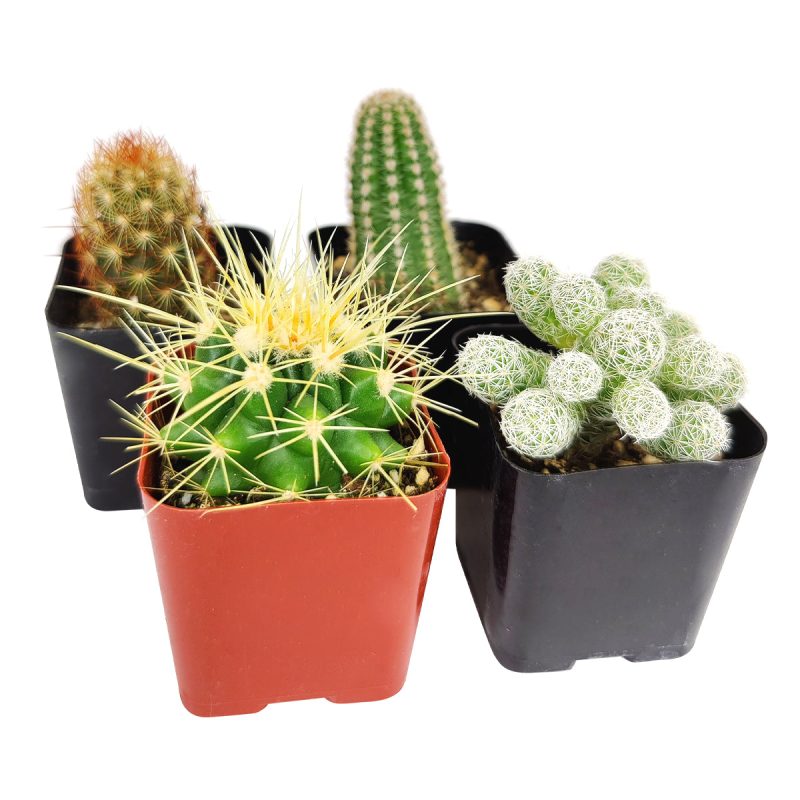 Cutest Little Mini Cactus Pack for sale, Live Cactus Assorted Pack for sale, A Variety of Healthy Live Cactus, How to care for Cactus plant, How to grow Cactus succulent , cactus, cactus succulent, succulent cactus, cacti, cactus and succulents, succulents box, succulent shop, buy succulents online