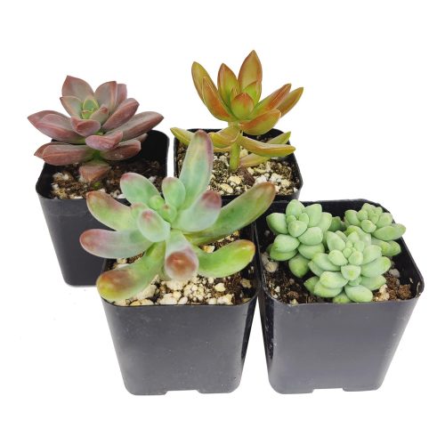 Live Sedum Assorted Pack for sale, A Variety of Healthy Live Sedum Succulent Plant, Colorful Sedum Gift Ideas, How to care for Sedum Succulent, How to grow Sedum Succulent Indoor, Sedum, Sedum succulent, Sedum types, succulent Sedum, buy succulents online, succulent shop, succulent store, Sedum plant, indoor succulents