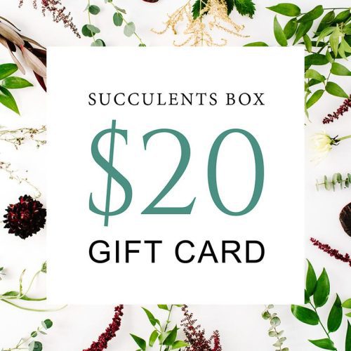 buy gift card online, black friday gift deals gift cards, buy gift card near me, best buy gift card, buy gift card discount, christmas gift card ideas, succulent gift card for any occasion, succulents for thanksgiving decor