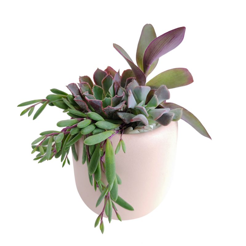 christmas succulent arrangement, valentine's day succulent gifts, send succulent arrangement, mini succulent gifts, mother's day succulent arrangement, succulent plant arrangement ideas, unique diy gifts, valentines succulent arrangement, small succulent arrangement ideas, holiday succulent gifts, succulent themed gifts, succulent pot arrangement, Gifts for Dad, Father's Day Gifts Delivery 2022, Plant Gifts for Men, Happy Father's Day Gift