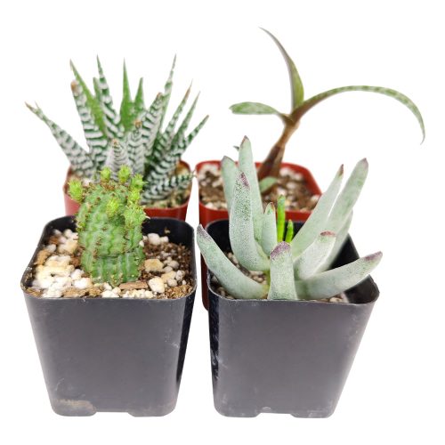 Live Unique Succulent Assorted Pack for sale, A Variety of Healthy Live Unique Succulent Plant, Colorful Unique Succulent Gift Ideas, How to care for Unique Succulent, How to grow Unique Succulent Indoor, Unique Succulent, unique succulent types, succulent unique, buy succulents online, succulent shop, succulent store, unique succulent plant, indoor succulents