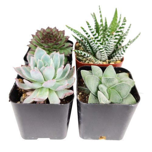 pack of succulents, succulents pack, succulents for sale pack, large pack of succulents, succulents 4 pack gift box