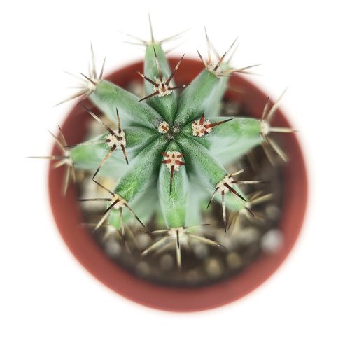 Polaskia Chichipe Cactus in California, How to grow Polaskia Chichipe Cactus, Cactus for thanksgiving, How to care cactus succulent