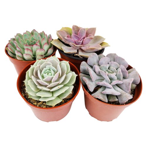 Live Echeveria Assorted Pack for sale, A Variety of Healthy Live Echeveria Succulent Plant, echeveria types, succulent echeveria, buy succulents online, succulent shop, Succulent ideas for your wedding, Succulent assorted pack perfect for weddings, Buy asorted succulents for wedding favors, Best echeveria succulents for wedding arrangements