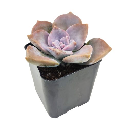 Graptopetalum Purple Delight 2 inch in pot, Graptopetalum Purple Delight in pot for sale, Graptopetalum Purple Delight in 2 inch plastic pot for sale