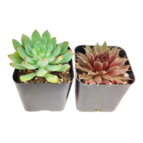 Radiant Rosette Shaped Succulent Pack for Sale Online, Wedding Succulent Favors, Succulent Gift Ideas, How to care for Rosettes Succulent, echeveria, Wedding rosette succulents for sale, Where to buy succulents for your wedding, Types of rosette shaped succulents for wedding