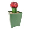 Red Moon Cactus, moon cactus, gymnocalycium mihanovichii, grafted cactus, Unique shaped Cactus Collection, Succulent Gift Decoration, rare succulents for sale, cactus, cactus succulent, succulent cactus, cacti, cactus and succulents, succulents box, succulent shop, buy succulents online