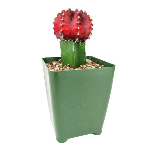 Red Moon Cactus, moon cactus, gymnocalycium mihanovichii, grafted cactus, Unique shaped Cactus Collection, Succulent Gift Decoration, rare succulents for sale, cactus, cactus succulent, succulent cactus, cacti, cactus and succulents, succulents box, succulent shop, buy succulents online