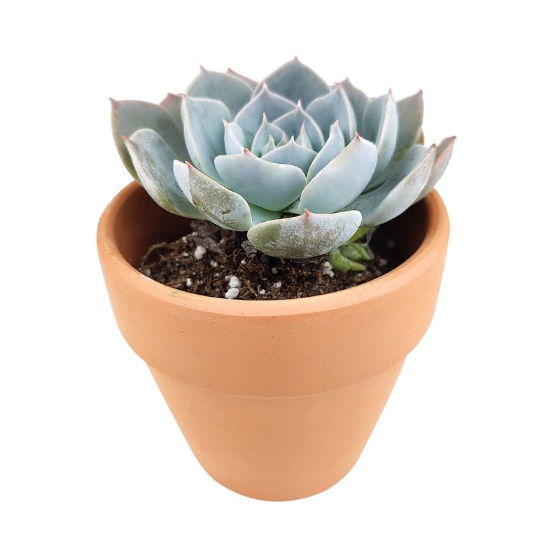 Echeveria Simulans f/ Rayones, hybrid echeveria, echeveria succulent, rosette succulent, buy 2-inch echeveria succulent plants