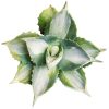 Variegated Agave Butterfly, succulent care guide, succulent care, succulents garden, cactus, monthly succulents, succulents shop in California, succulent care tips, succulents store in CA, Variegated Agave Butterfly in California, How to grow Variegated Agave Butterfly