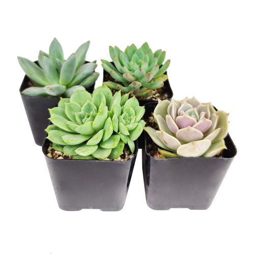 echeveria plant, indoor succulents, How to grow Echeveria Succulent Indoor, echeveria, Succulent wedding favors, Succulent ideas for your wedding, Echeveria rosette succulent for wedding