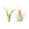 Assorted Collection of Live Air Plants Randomly Picked, Set of Live Air Plants, Air Plants Gift Box, Air Plants Gift Ideas, Air Plants Decoration, Rare Air Plants for Sale