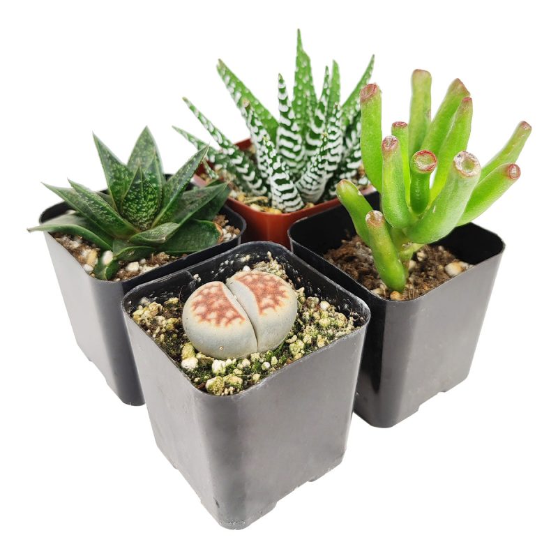 indoor succulent plants, indoor succulent plants for sale, buy indoor succulent plant, succulent pack for sale online, best indoor plants, types of succulent plants indoor, indoor house plants, low light indoor plants, low maintenance plants, easyplant