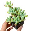 Green Jelly Bean Sedum, Sedum Pachyphyllym For Sale, chubby succulent plant, How to grow sedum pachyphyllum, Sedum Pork and Beans succulent plant, where to buy succulent online, chubby succulents