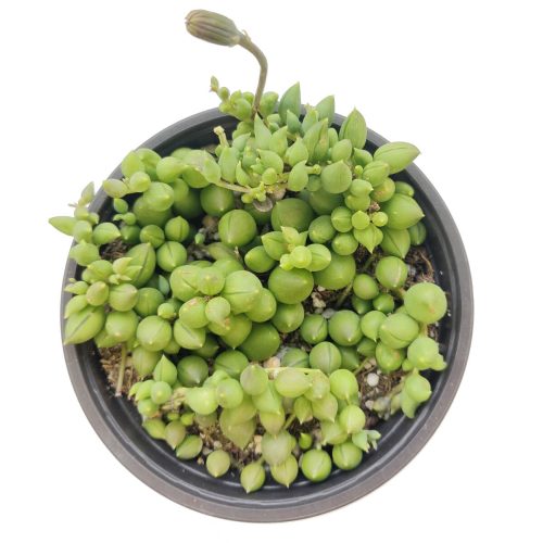 String of Tears Senecio Herreianus Succulent for Sale, How to care for String of Tears, String of Beads Succulent Plant with Care Guide, How to grow hanging succulent, Growing tips for the String of Tears Succulent