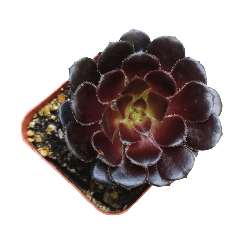 Black Rose Aeonium with unique color, succulents shop in California, succulent care tips, succulent care, succulents store in CA, succulents garden, monthly succulents, cactus, Rare succulents, Black Rose Aeonium with unique color in California, How to grow Black Rose Aeonium with unique color