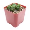 Euphorbia Cactus, Euphorbia Succulent, Monstrose Succulent, Euphorbias Plant, Unique Shape Plant, Rare Succulent, Monstrose Cactus, cactus, cactus succulent, succulent cactus, cacti, cactus and succulents, succulents box, succulent shop, buy succulents online