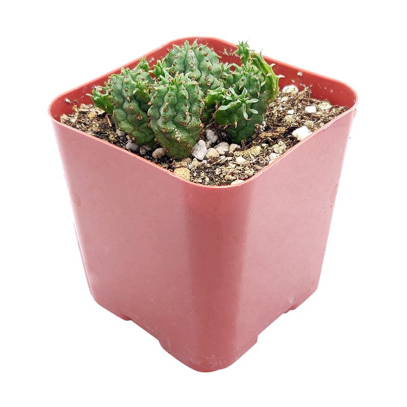 Euphorbia Cactus, Euphorbia Succulent, Monstrose Succulent, Euphorbias Plant, Unique Shape Plant, Rare Succulent, Monstrose Cactus, cactus, cactus succulent, succulent cactus, cacti, cactus and succulents, succulents box, succulent shop, buy succulents online