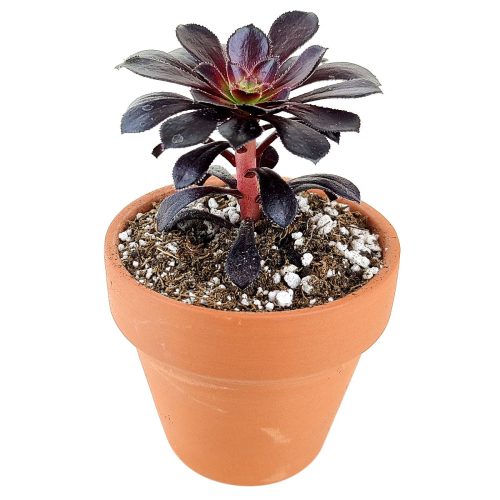 Black Rose Aeonium with unique color, succulents shop in California, succulent care tips, succulent care, succulents store in CA, succulents garden, monthly succulents, cactus, Rare succulents, Black Rose Aeonium with unique color in California, How to grow Black Rose Aeonium with unique color