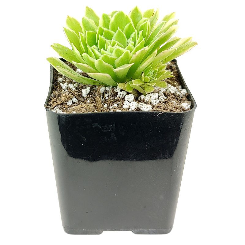 Aeonium Emerald Ice Bright Green Rosette Succulent for sale, How to grow and care for Aeonium Succulent Plant, Aeonium Emerald Ice Propagation, Premium Succulent Gift Box for any occasion, Aeonium Emerald Ice Succulent with care guide, Succulent & Cactus for sale