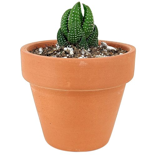 Haworthia african pearl, succulents shop in California, Succulents, Succulents shop near me, cactus, how to grow succulents, succulents store in CA, succulent plant, succulents garden, Haworthia african pearl in California, How to grow Haworthia african pearl. indoor succulents.