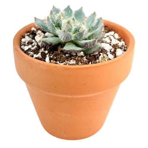 Echeveria setosa var deminuta, succulent subscription, Succulents shop near me, succulents store in CA, how to grow succulents, succulents shop in California, indoor succulents, cactus, Succulents, Echeveria setosa var deminuta in California, How to grow Echeveria setosa var deminuta, echeveria, echeveria succulent, echeveria types, succulent echeveria, buy succulents online, succulent shop, succulent store, echeveria plant, indoor succulents