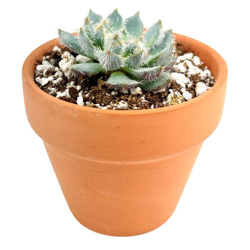 Echeveria setosa var deminuta, succulent subscription, Succulents shop near me, succulents store in CA, how to grow succulents, succulents shop in California, indoor succulents, cactus, Succulents, Echeveria setosa var deminuta in California, How to grow Echeveria setosa var deminuta, echeveria, echeveria succulent, echeveria types, succulent echeveria, buy succulents online, succulent shop, succulent store, echeveria plant, indoor succulents