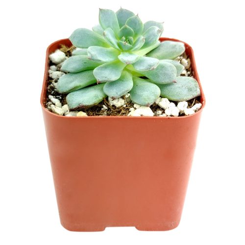 Echeveria Minima for sale, Rare succulents, succulent care, succulent subscription, Succulents shop near me, succulents store in CA, succulents garden, Echeveria Minima Blue Rosette in California, How to grow Echeveria Minima Blue Rosette, Succulents for thanksgiving, Thanksgiving succulents gift, Easter succulents idea, echeveria, echeveria succulent, echeveria types, succulent echeveria, buy succulents online, succulent shop, succulent store, echeveria plant, indoor succulents