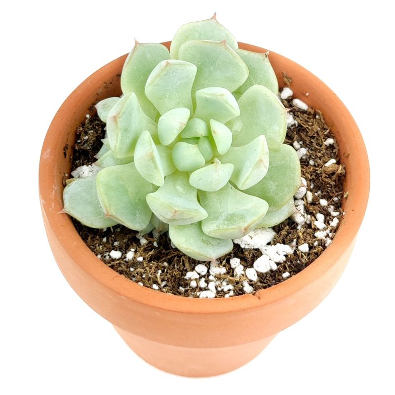 Graptoveria Moonglow for Sale, succulents garden, indoor succulents, succulents shop in California, succulent care guide, monthly succulents, succulents store in CA, succulent subscription, succulent plant, Graptoveria Moonglow in California, How to grow Graptoveria Moonglow, rare succulents, rare succulents for sale, unique succulents, buy succulents online, rare succulent, succulent shop, unusual succulents, succulent store, succulents online