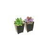 Best Succulents Pack for Beginners, Real Live Potted Succulents, Succulent Plants for beginners, Succulents Pack for sale, Assorted succulents for sale