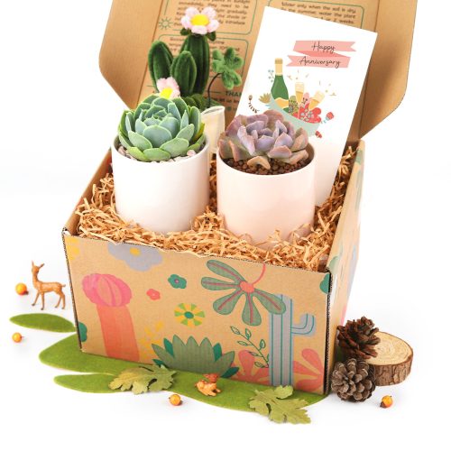 The Gift Box includes 2 Succulents in Ceramic Pots and 1 Felt Wire Cactus Pot, Where to Buy Succulent Gift Boxes for Many Occasions