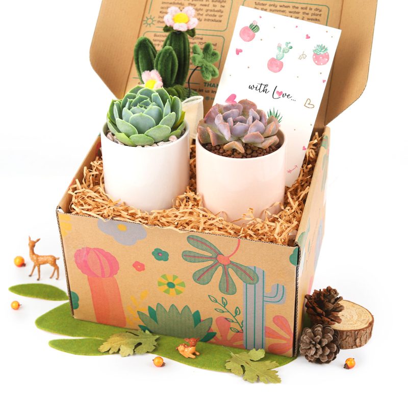 succulent gift box, unique succulent gifts, best succulent gift box, succulent gifts near me, succulent gifts for teachers