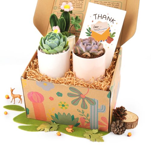 best succulent gift box, succulent gifts near me, succulent gifts for teachers, succulent gifts for coworkers