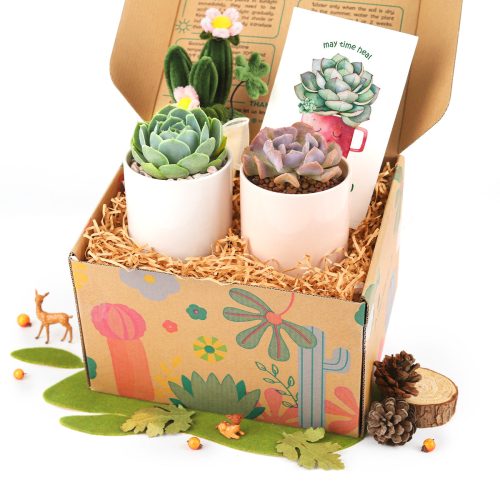 unique succulent gifts, best succulent gift box, succulent gifts near me, succulent gifts for teachers