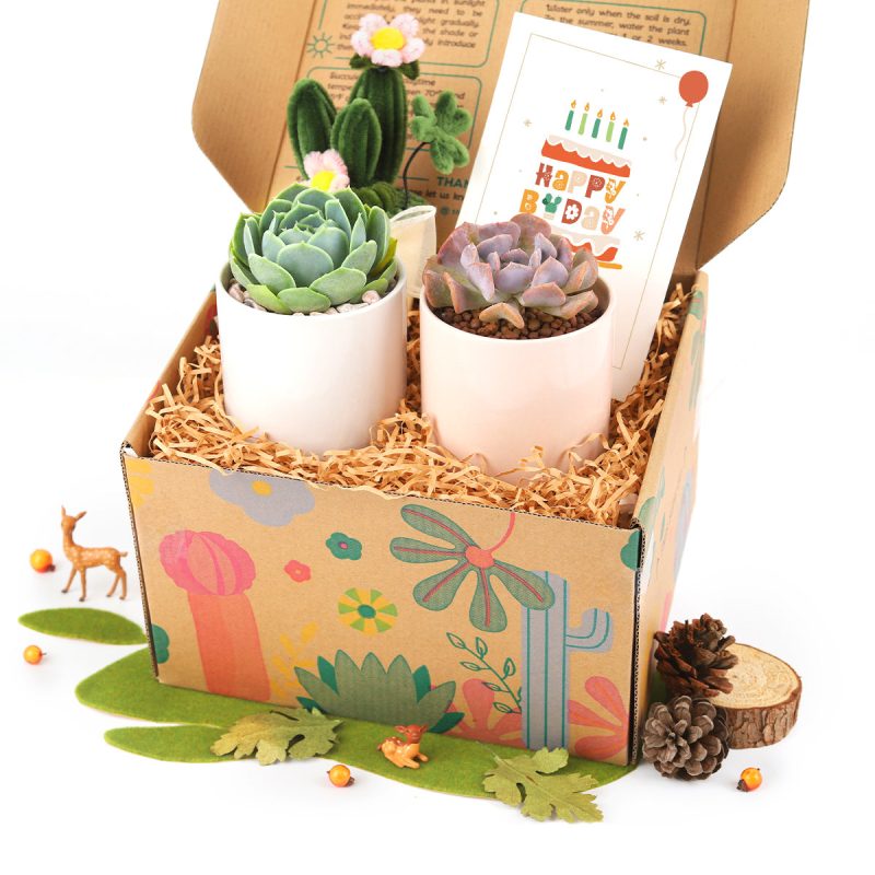 plants gift box, succulent gift box ideas, succulent gift box delivery, succulent gift box