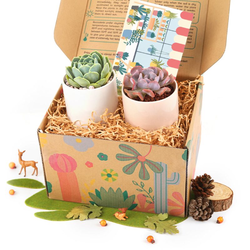 unique succulent gifts, best succulent gift box, succulent gifts near me, succulent gifts for teachers, succulent gifts for coworkers