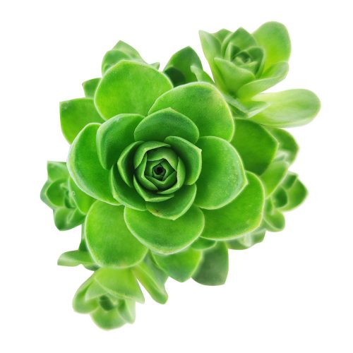 Aeonium Aureum 'Green Mountain Rose' for Sale, Aeonium Aureum 'Green Mountain Rose' succulent care, Aeonium Aureum 'Green Mountain Rose', Aeonium Aureum 'Green Mountain Rose' plant, types of succulents, aeonium, succulent definition, mountain rose succulent, succulent care guide, Succulents shop near me, succulent care, succulents store in CA, succulents garden, succulent plant, monthly succulents, Aeonium Aureum 'Green Mountain Rose' in California, How to grow Aeonium Aureum 'Green Mountain Rose'