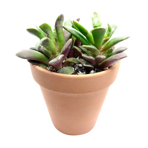 Anacampseros Telephiastrum Succulent Plant for sale, How to care for Anacampseros Telephiastrum, Growing for Anacampseros Telephiastrum, Succulent Gift Box Ideas, Succulent wedding favor,  anacampseros telephiastrum variegata